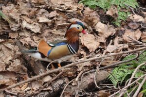 オシドリ雄2026年4月18日