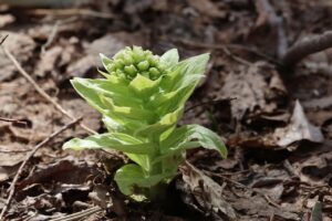 アキタブキ2026年4月18日ふきのとう