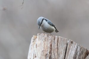 ゴジュウカラ2026年4月12日亜種シロハラゴジュウカラ
