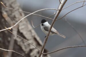 ハシブトガラ2026年4月18日