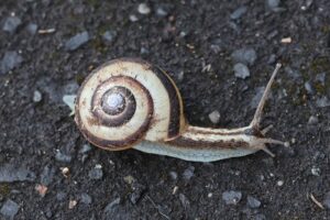 サッポロマイマイ2026年4月12日