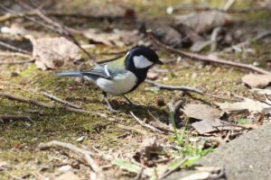 シジュウカラ2026年４月26日