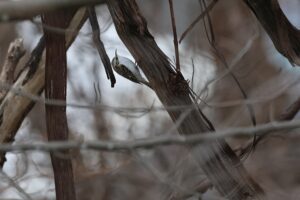 キバシリ2026年4月5日