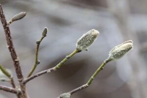 キタコブシ2026年4月12日花芽