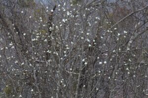 キタコブシ2026年4月18日2木全体