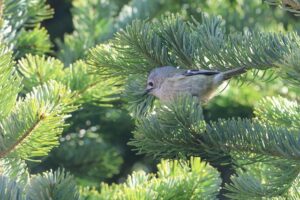 キクイタダキ2026年4月5日