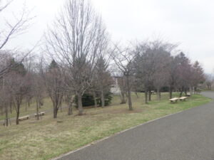 新桜並木のサクラ