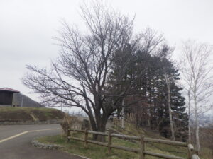 展望台のサクラ