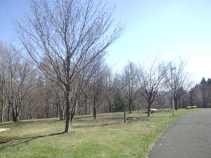 桜並木のエゾヤマザクラ