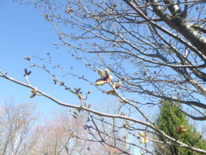 エゾヤマザクラの花芽