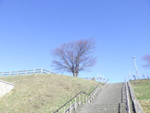 展望台の1本サクラ