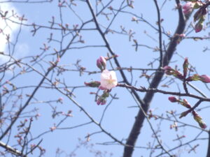 エゾヤマザクラの花