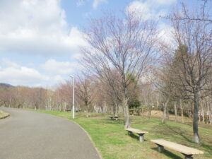 新桜並木のエゾヤマザクラ