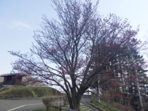 展望台のサクラ