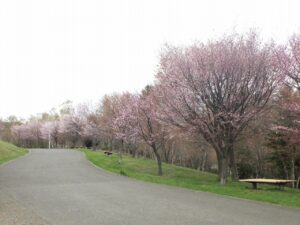 新桜並木