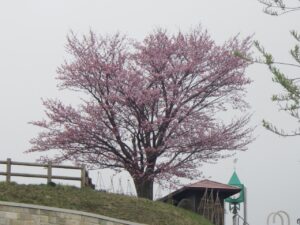 展望台の一本桜