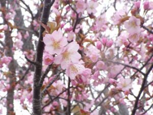 展望台の一本桜の桜