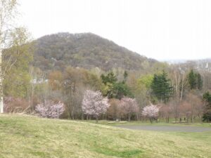 円山と新桜並木