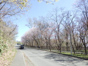 第1駐車場へ向かう入口のサクラ