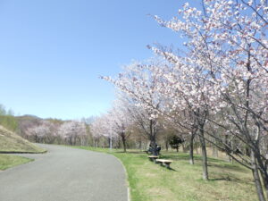 新桜並木のサクラ