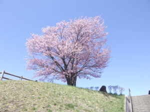 展望台の1本サクラ