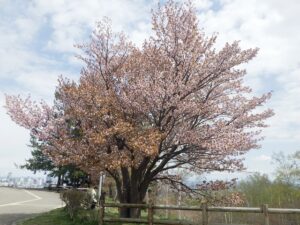 展望台の一本桜