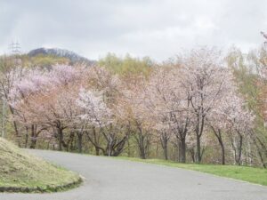 新桜並木