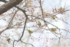 マヒワ2026年4月12日1ハルニレの花を食べる