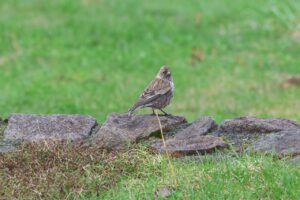 ハギマシコ2026年4月26日