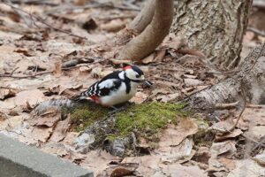 アカゲラ雄2026年4月12日