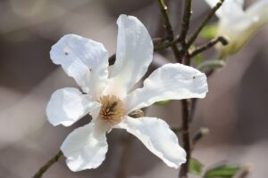 キタコブシ2026年4月26日1花アップ