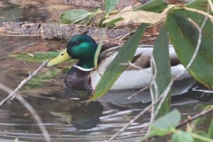 マガモ雄2026年4月12日