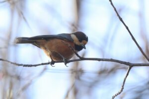 ヤマガラ2026年4月18日