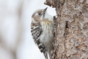コゲラ2026年4月5日