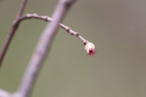 ツノハシバミ2026年4月5日