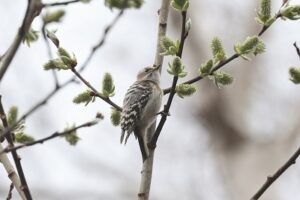 コゲラ2026年4月12日バッコヤナギの花を食べる