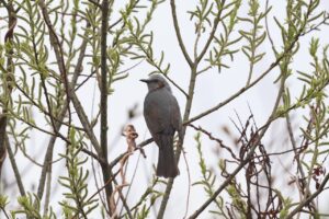 ヒヨドリ2026年4月18日