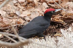 クマゲラ雄2026年４月18日シラカンバで採餌