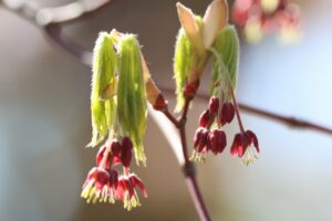 ハウチワカエデ2026年4月26日花と若葉