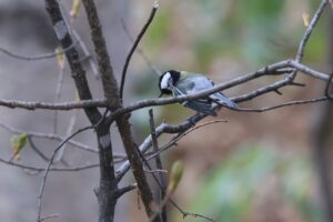 シジュウカラ2026年4月18日