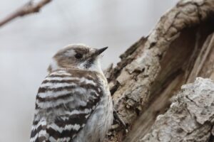 コゲラ2026年4月18日