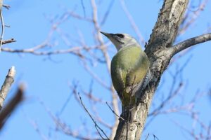 ヤマゲラ2026年4月12日