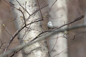 シマエナガ2026年4月18日