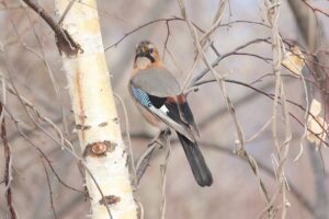 ミヤマカケス2026年4月5日