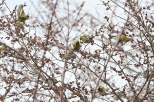 マヒワ2026年4月12日2ハルニレの花を食べる