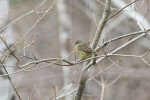 アオジ雄2026年4月18日