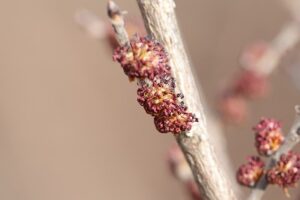 ハルニレの花2026年4月12日