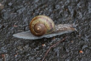 エゾマイマイ2026年4月12日