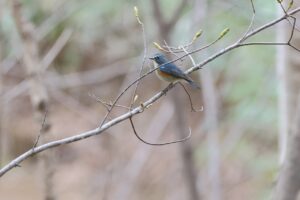 ルリビタキ2026年4月26日雄