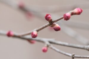 カツラ雄花2026年4月5日